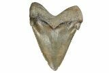 Serrated, Fossil Chubutensis Tooth - Aurora, North Carolina #179813-1